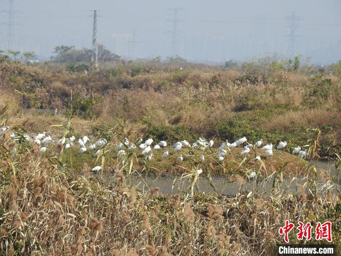 成群的黑脸琵鹭在广东海丰鸟类省级自然保护区出现(资料图)。　广东省林业局 供图 摄