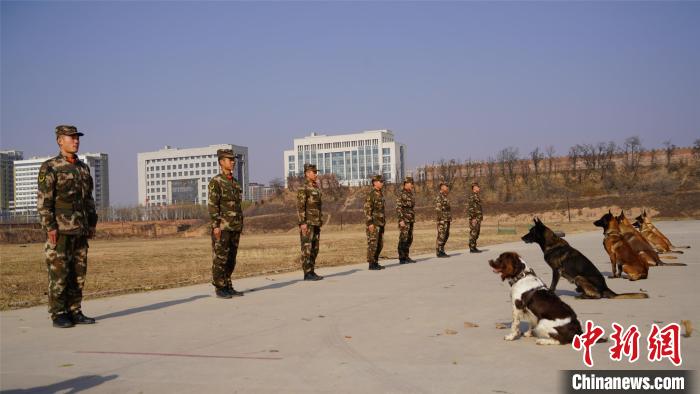 警犬班训导员正在训练。　谢强 摄