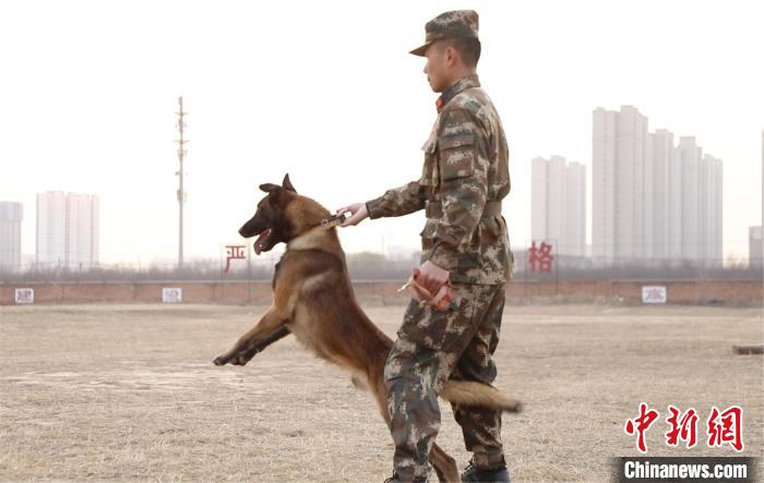 警犬班训导员正在训练。　谢强 摄