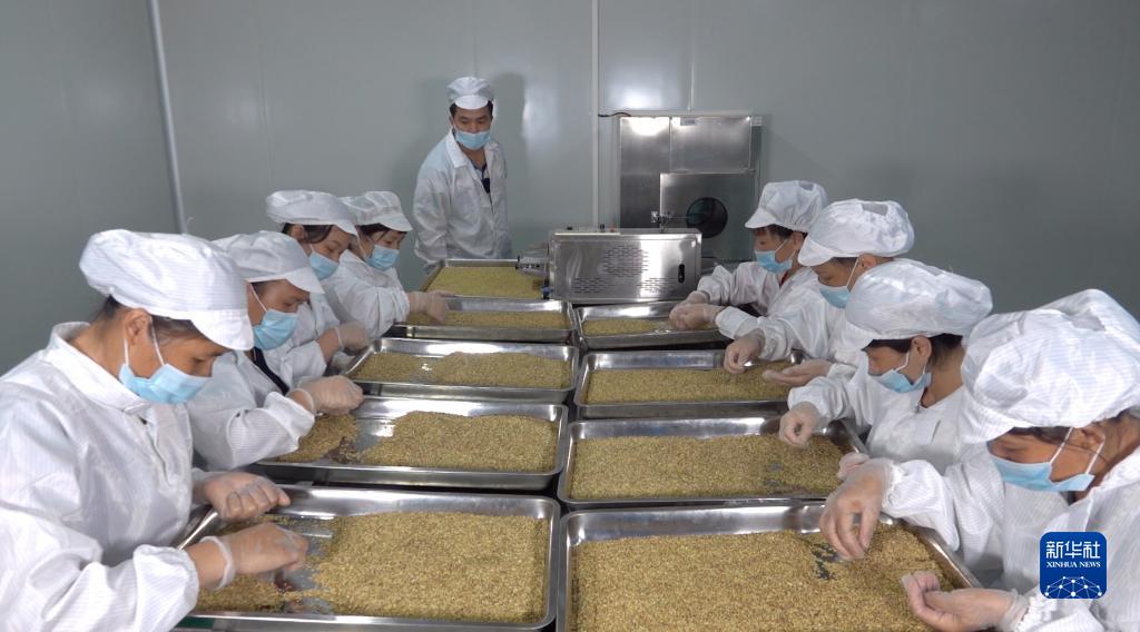 重返湘江畔,青春谋振兴