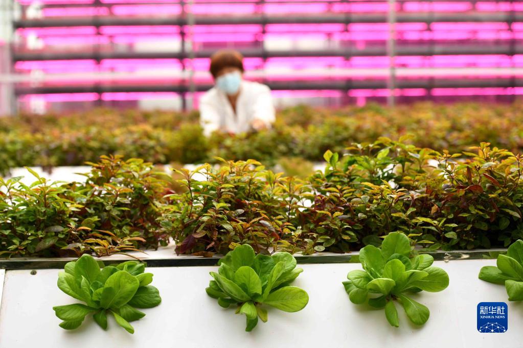 走进县城看发展|河北正定:古今交融气象新