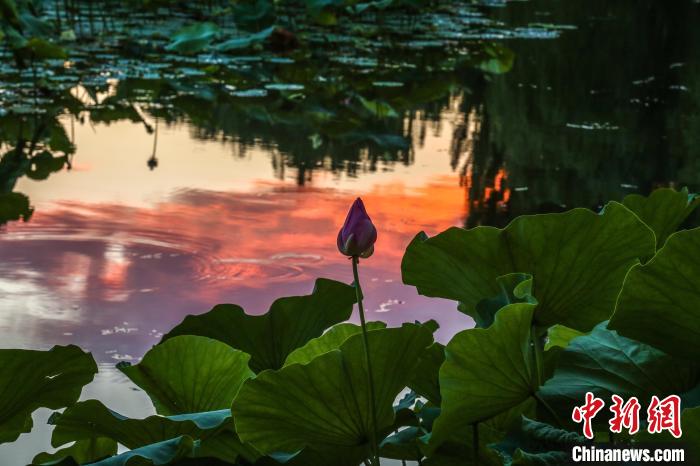 炎暑至荷花醒 北京发布市属公园赏荷观莲导览
