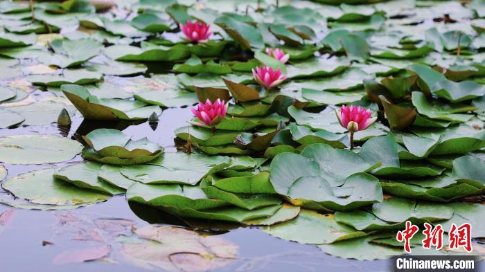 炎暑至荷花醒 北京发布市属公园赏荷观莲导览