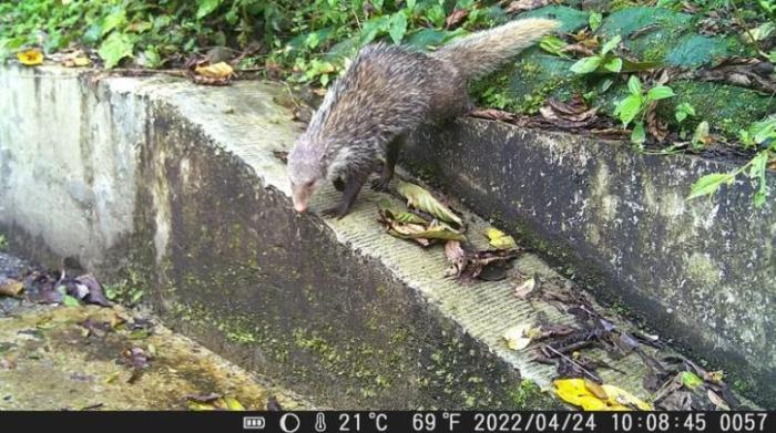 给小动物安全回家路 花莲县林管处量身订做友善廊道