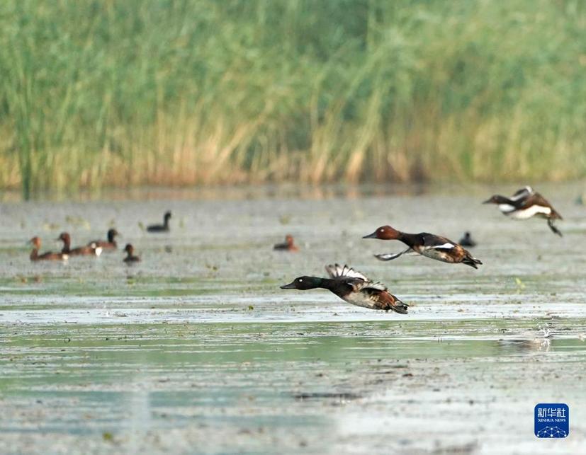 美丽中国展新颜——新时代中国生态文明建设述评